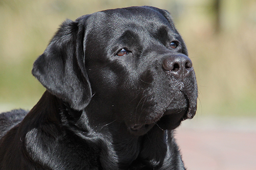 Heidelberg Hills Labradors