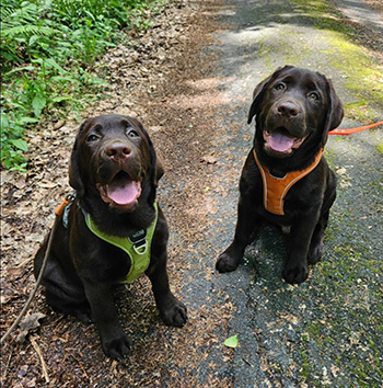 Heidelberg Hills Labradors