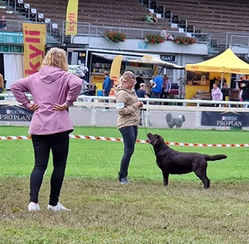 Heidelberg Hills Labradors