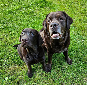 Heidelberg Hills Labradors