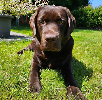 Heidelberg Hills Labradors