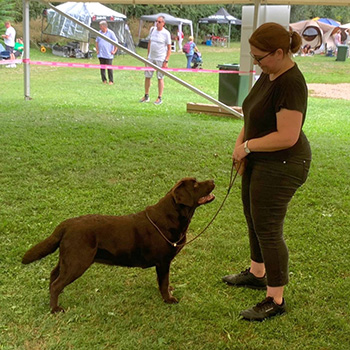 Heidelberg Hills Labradors