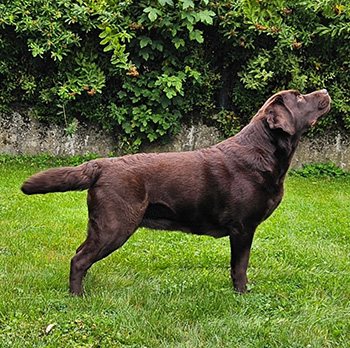 Heidelberg Hills Labradors