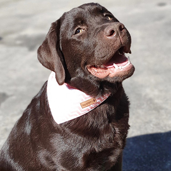 Heidelberg Hills Labradors