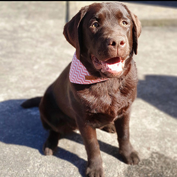 Heidelberg Hills Labradors