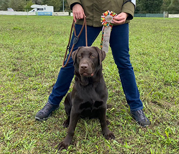 Heidelberg Hills Labradors