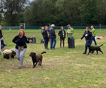 Heidelberg Hills Labradors