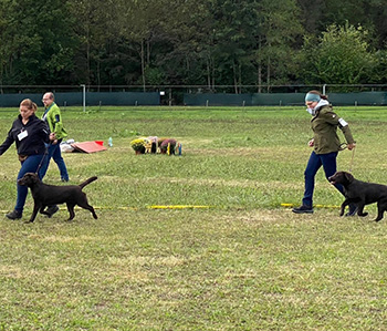 Heidelberg Hills Labradors