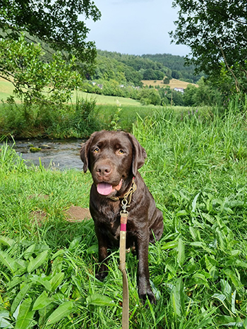 Heidelberg Hills Labradors