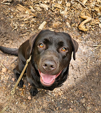 Heidelberg Hills Labradors