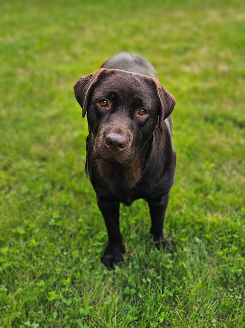 Heidelberg Hills Labradors