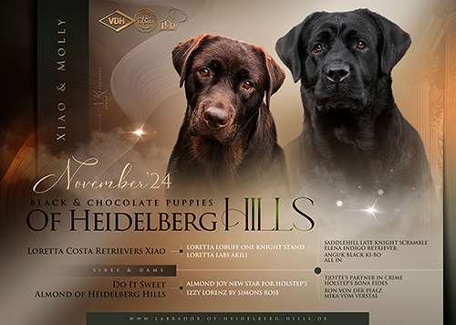 Heidelberg Hills Labradors