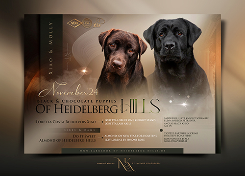 Heidelberg Hills Labradors